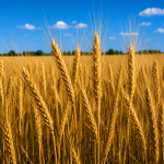Озима пшениця Барба від Viterra Seed – стигле золотисте колосся на полі перед збиранням урожаю