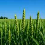 Озима пшениця Тікі Така від Viterra Seed – зелене колосся у фазі наливу зерна на полі.