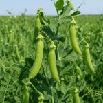 Крупний план рослини зеленого гороху з виповненими стручками на фоні поля, професійна сільськогосподарська фотографія.