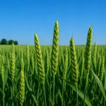 Озима пшениця Тікі Така від Viterra Seed – зелене колосся у фазі наливу зерна на полі.