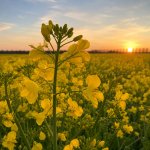 Гірчиця біла у фазі цвітіння – жовті квіти на полі сидеральної культури